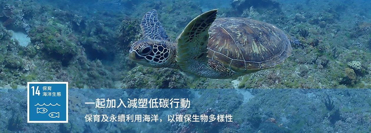 守護慢行者的家園:震旦集團響應2025世界烏龜日,與自然共生同行 守護慢行者的家園:震旦集團響應2025世界烏龜日,與自然共生同行